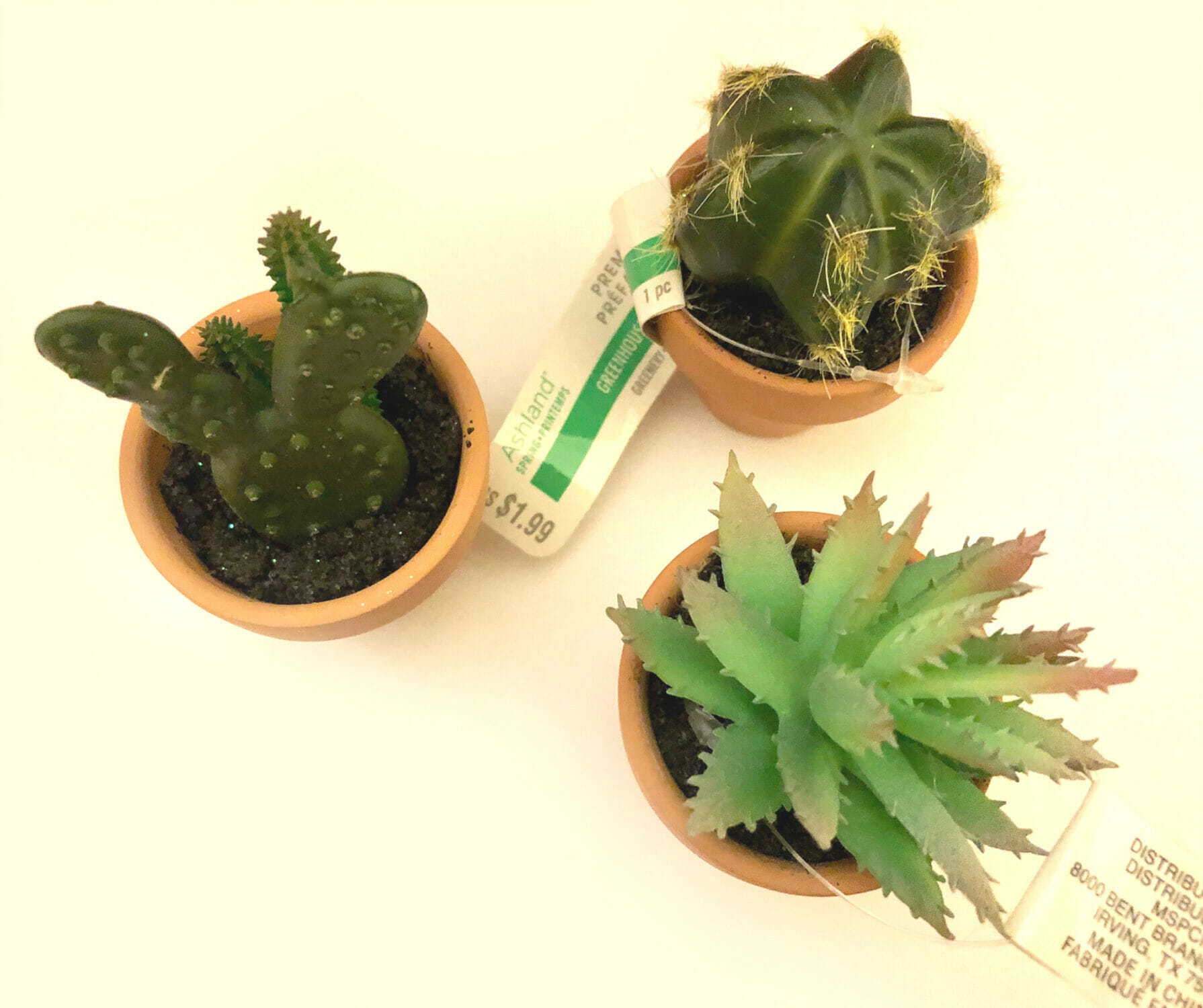Three succulents in tiny pots.